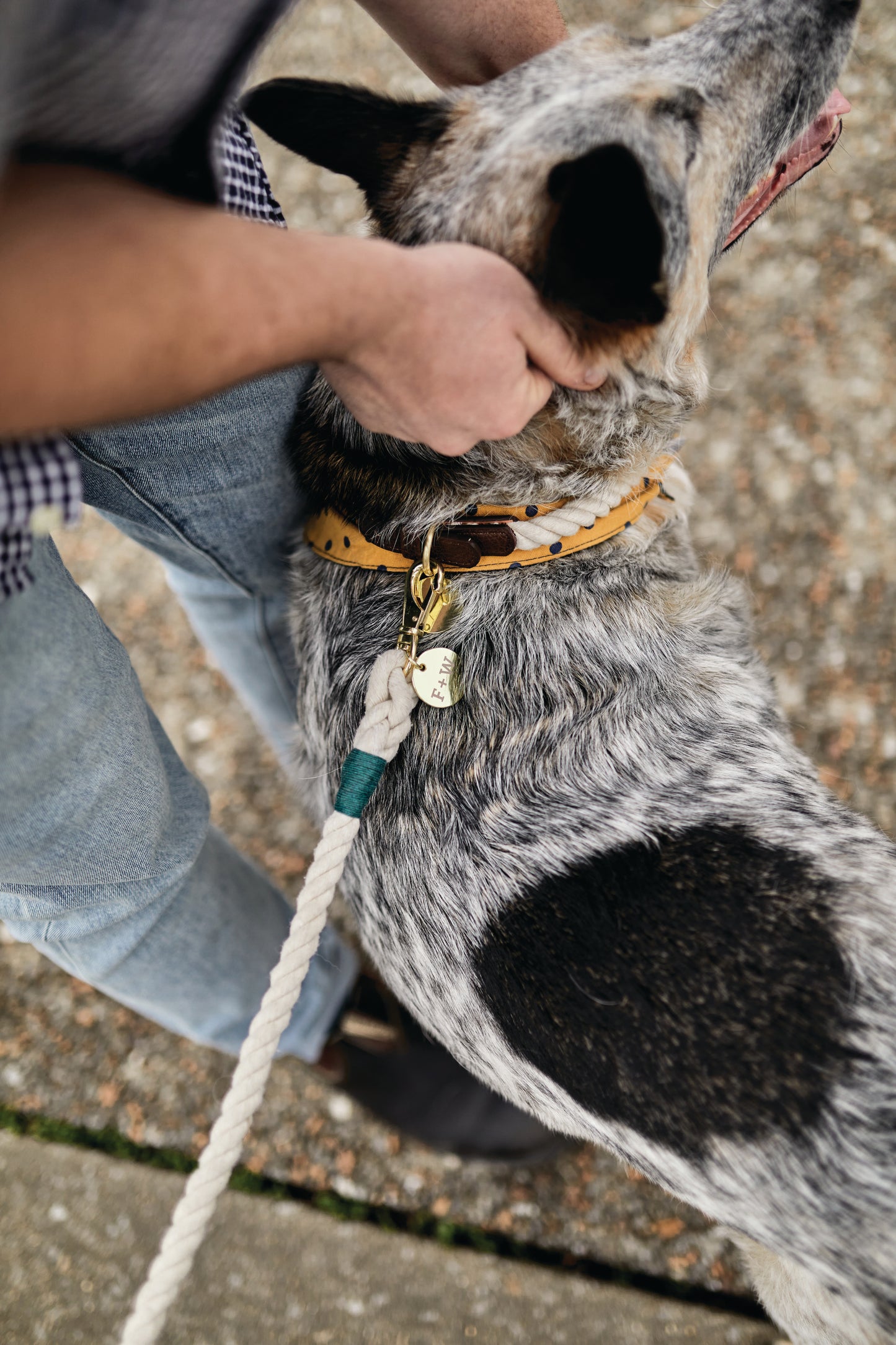 Premium Hundhalsband Creme - L